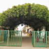 Ingresso con arco di piante verdi e cancello verde.