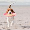 Cane con frisbee rosa in spiaggia.