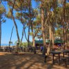 Area picnic tra pini vicino alla spiaggia.
